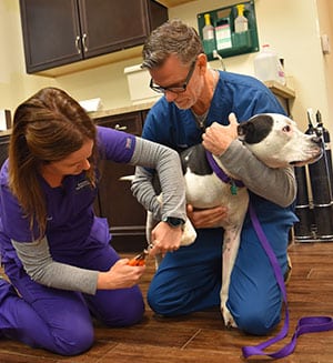nailtrim Pet Grooming Services in Cocoa Beach: Dog Gets Nails Trimmed