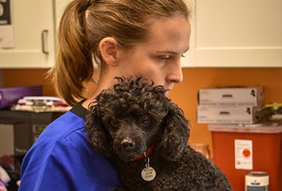 blackpoodle Spay and Neuter Surgery in Brevard: Vet Holding a Poodle