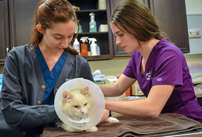 cat-cone Cat Recovers From Spay and Neuter Surgery in Brevard