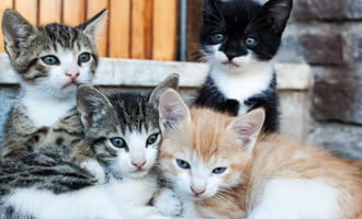 Wellness Exams for Kittens in Brevard County, FL