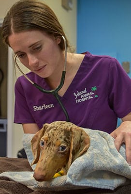 listeningheart Patient Receives Pet Pain Management in Cocoa Beach