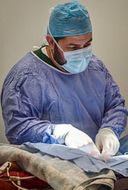 Dog and Cat Surgery in Brevard County, FL