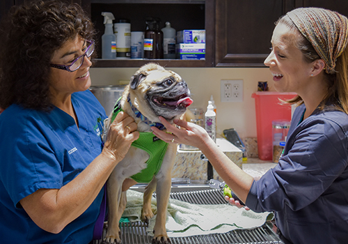 techsandpugs AAHA-Accredited Animal Hospitals: Vet and Tech Examine Dog