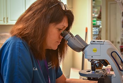 test Pet Allergies and Dermatology in Viera: Vet Checks Microscope