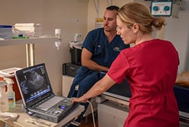 ultrasound Pet Diagnostics Technology in Viera: Vets Examine X-Ray