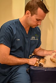 xray Pet Diagnostics Technology in Cocoa Beach: Vet Examines Dog