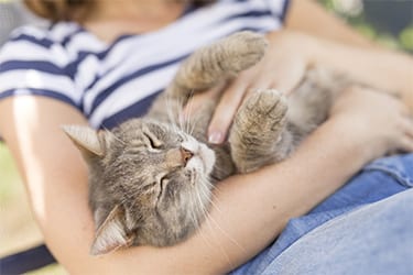 Wellness Plans for Pets Brevard County, FL