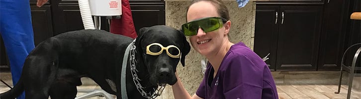 Pet Laser Therapy in Brevard County, FL
