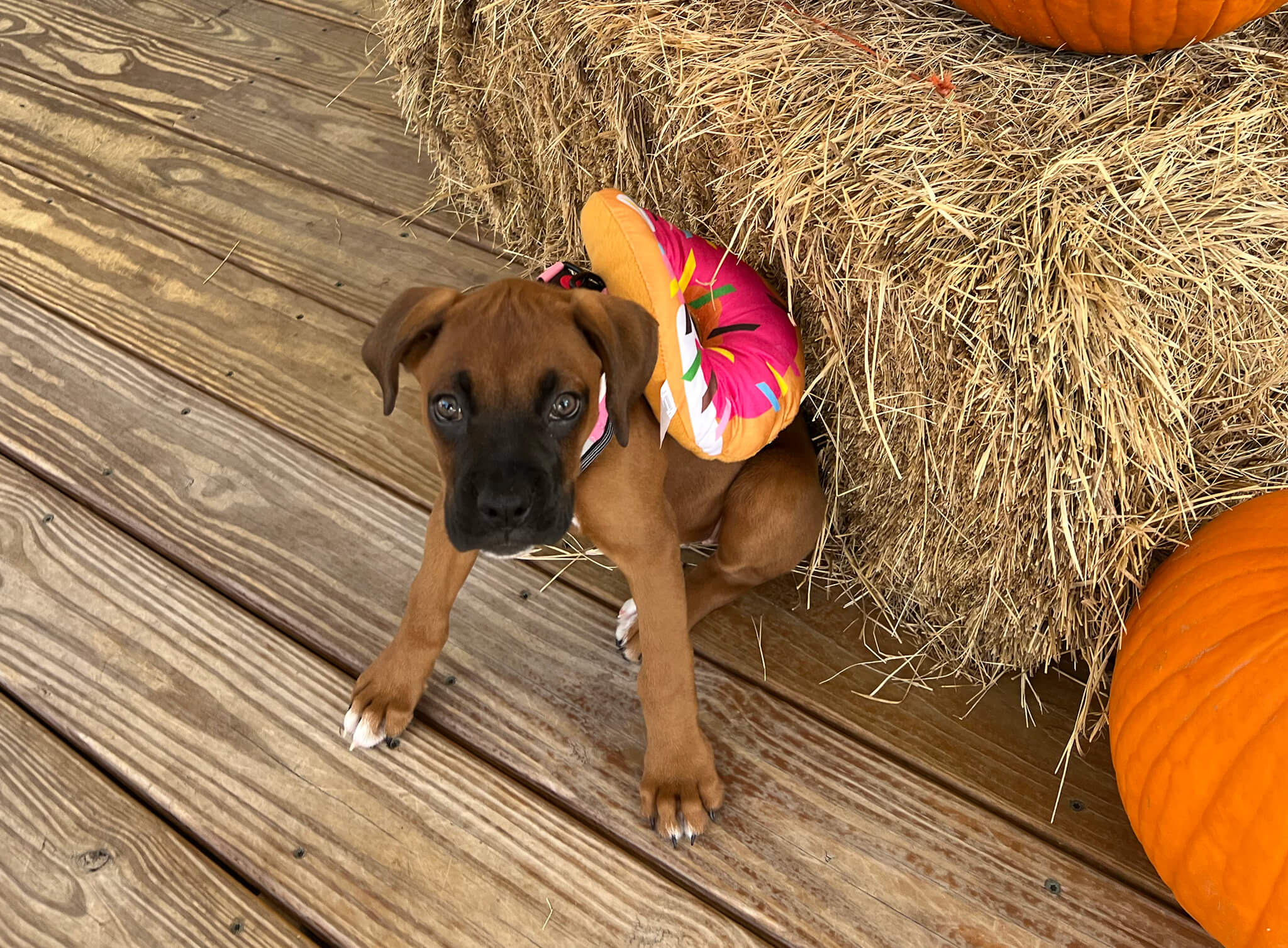 brown-puppy-in-costume