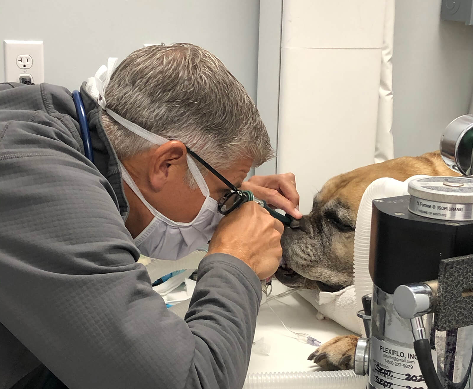 doctor-examining-dog-nose