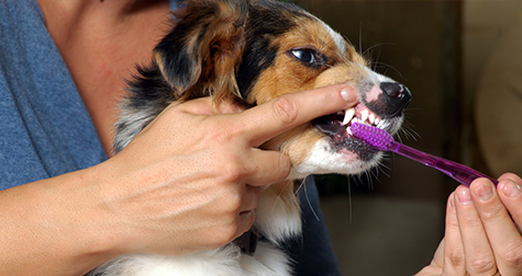 dog-getting-teeth-brushed