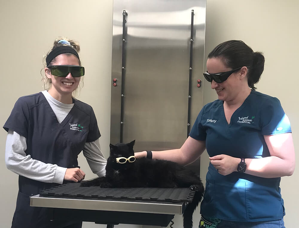 laser-therapy-with-black-cat
