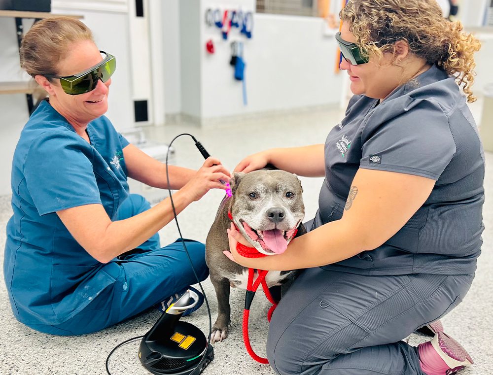 laser-therapy-with-dog-on-floor
