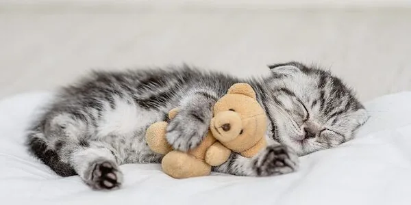 kitten laying on a white blanket snuggling with a brown teddy bear