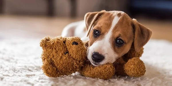 puppy laying on the floor snuggling with a brown teddy bear