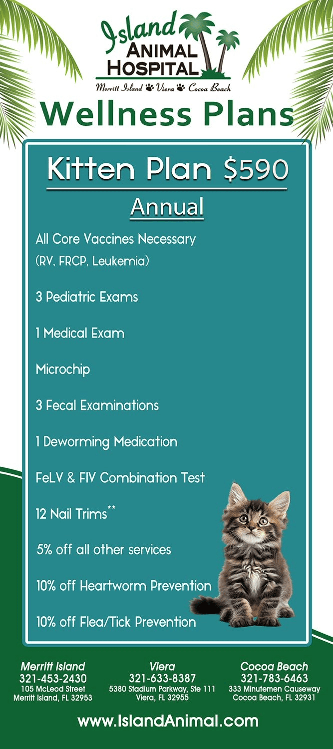 Infographic with Kitten wellness plan details - $590